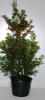 Arbust frunze persistente ilex aquifolium alaska