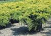 Arbusti rasinosi  juniperus chinensis `old gold