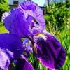Flori perene de gradina iris germanica la ghiveci cu