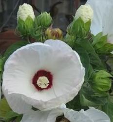Flori perene Hibiscus Old Yella nalba, ghivece de 3 litri