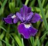 Flori perene Iris sibirica Regency Black, ghiveci 2l