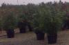 Plante de balcon NERIUM OLEANDER (leandru rosu ) ghiveci 30 litri h=125-150 cm