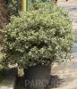 Arbust forme tunse bila / ilex aquifolium