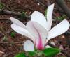Magnolia kobus rogow  ghiveci 3 litri h= 60-80cm