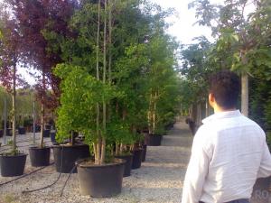 Plantari arbori mari, copaci inalti cu radacina in balot de pamant sau in ghivece de 210 litri