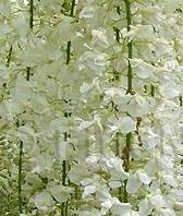 Plante urcatoare Wisteria floribunda Alba (glicina) ghiveci 5-7 litri, h=100-150 cm