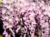 Plante urcatoare wisteria floribunda rosae (glicina) ghiveci 3-5