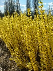 Arbusti cu flori FORSYTHYA `MINI GOLD`ghiveci 5-7 litri, h=80-120cm