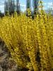 Arbusti cu flori forsythya `mini gold`ghiveci 5-7