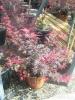 Artar japonez acer palmatum shaina, ramificat,