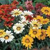 Flori de gradina anuale gazania splendens/