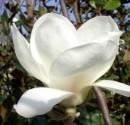 Magnolia soulangeana Alba Superba ghiv 5 l  h=80-100cm