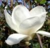 Magnolia soulangeana alba superba ghiv 5 l