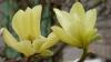 Magnolia yellow river  h= 125-150 cm( ramificata)