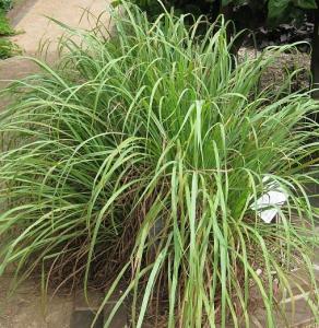 Plante aromatice Cymbopogon citratus - Lemon grass, la ghiveci