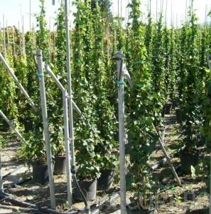Plante cataratoare Hedera hibernica ghiveci 10 litri, h=175-200 cm