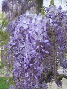 Plante urcatoare Wisteria sinensis (glicina) ghiveci 3 litri, h=80-100 cm