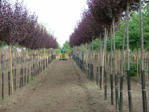 Arbori foiosi PRUNUS CERASIFERA NIGRA 8/10 cm circumferinta trunchi (50 litri)