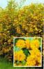 Arbusti cu flori kerria japonica `pleniflora` ghiveci 3-4