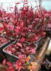 Arbusti cu frunze rosii pentru garduri vii berberis concorde la