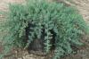 Arbusti rasinosi JUNIPERUS CONFERTA BLUE PACIFIC ghiveci 5-7 litri, 30-40 cm
