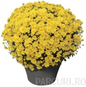 Flori de gradina perene CHRYSANTHEMUM BRANROYAL YELLOW/CRIZANTEMA