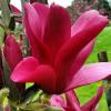Magnolia burgundy ghiv 3 l h=60-80cm