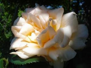 Trandafiri de gradina The Lady, plante formate cu radacina in ghivece de 3.5 litri