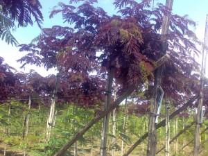 Arbori foiosi ALBIZIA JULIBRISSIN `SUMMER CHOCOLATE` clt 35 200/250