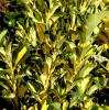 Arbust frunze persistente euonymus japonicus golden queen, h=20-30 cm,