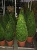 Arbusti forme tunse spirala / buxus microphyla faulkner