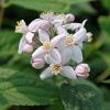 Arbusti cu flori roz deutzia `mont rose`ghiveci 3-4