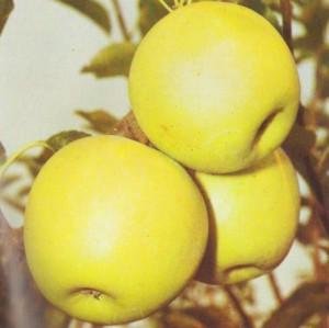 Meri soiul Golden Delicios in ghivece. Puieti pomi fructiferi altoiti.