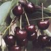 Pomi fructiferi visini soiul jubileu de erd. puieti fructiferi