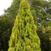 Thuja oryentalis pyramidalis aurea ghiveci 25 litri,