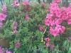 Arbusti cu flori si frunze persistente azalea japonica