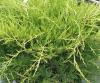 Arbusti rasinosi juniperus x media  pfizeriana gold star h 20-30 cm,