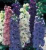 Flori de gradina perene delphinium grandiflorum (nemtisorul de camp),
