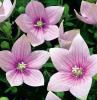 Flori de gradina perene platycodon fuji pink in