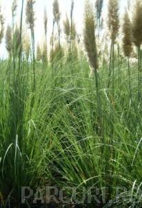 Ierburi graminee Cortaderia (iarba de pampas)h=0.5 m