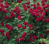 Trandafiri agatatori urcatori de gradina SYMPATHIE butasi ramificati cu radacina in ghiveci de 3.5 l