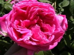 Trandafiri de dulceata cu radacina, Rose de Rescht