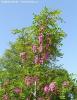 Arbore parfumat  robinia pseudoacacia `casque rouge `/salcam rosu