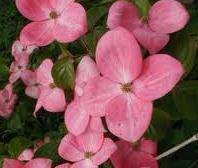 Arbori foiosi CORNUS FLORIDA RUBRA 175-200 cm (50 litri)