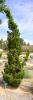 Arbusti rasinosi juniperus chinensis kaizuka  ghiveci 3 litri , 20-30
