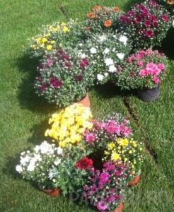 Flori de gradina perene CHRYSANTHEMUM mixta/CRIZANTEMA culori GHIVECI 14