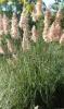 Ierburi graminee cortaderia selloana argenteum roseum(iarba de
