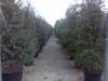 Arbori rasinosi cedrus atlantica `glauca`/ cedru