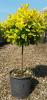 Arbust frunze persistente euonymus japonicus elegantissimus aureus,