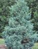 Arbusti rasinosi CHAMAECYPARIS PISIFERA `BOULEVARD` ghiveci de 7 litri, 40-60 cm